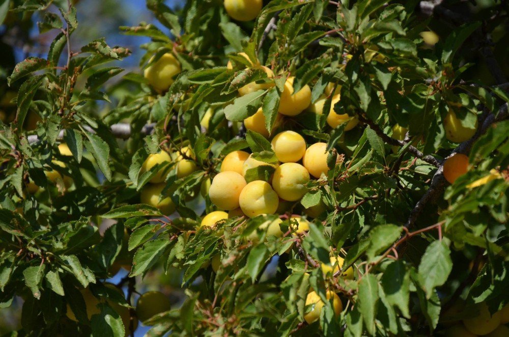 Kayısının Avrupa’dan Vize Alması Malatya’da Olumlu Karşılandı
