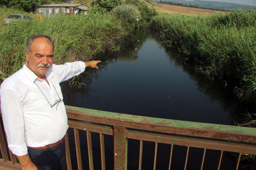 Bursa Sahillerinde İnsanlar Yerine Tavuk Pislikleri Yüzüyor