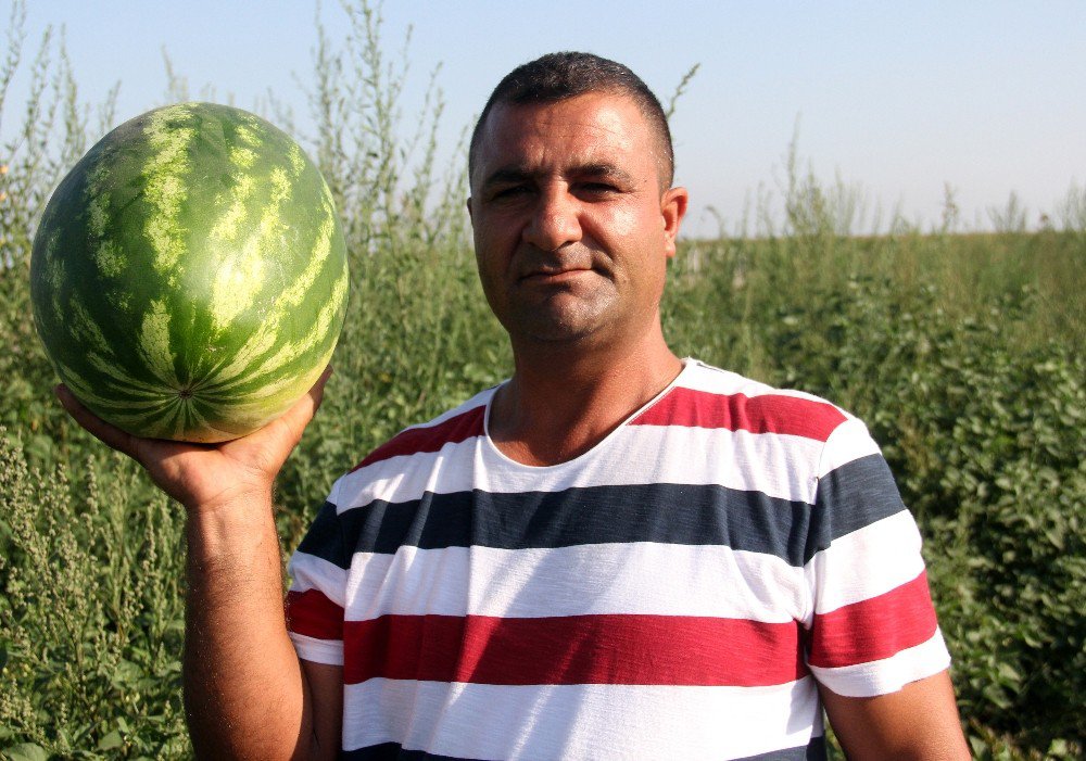 Karpuz Tarlada Kaldı, Keçilere Yem Oldu