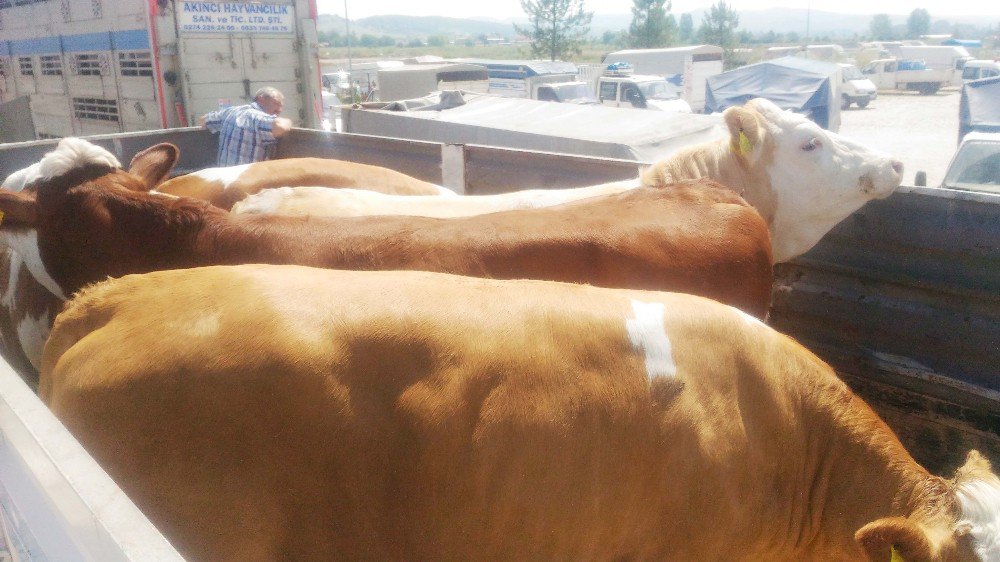 Süt Üreticileri Birliği Ortaklarına Düve Dağıttı