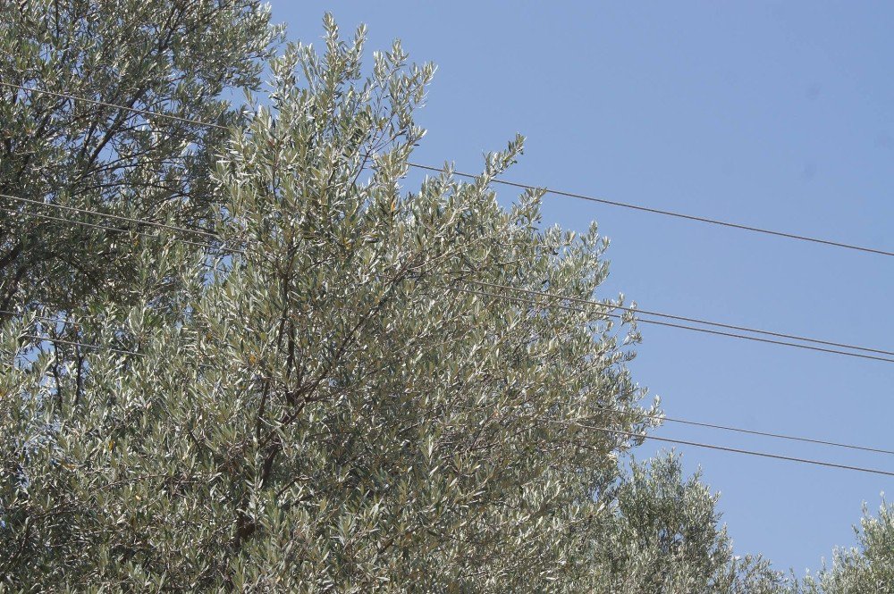 Bozdoğan’da Elektrik Tellerinin Tehlike Saçtığı İddiası