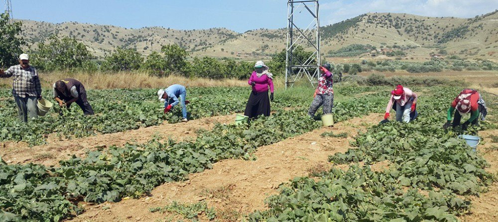 Yerli Tarım İşçisi Bulunmayınca Suriyeliler Devrede