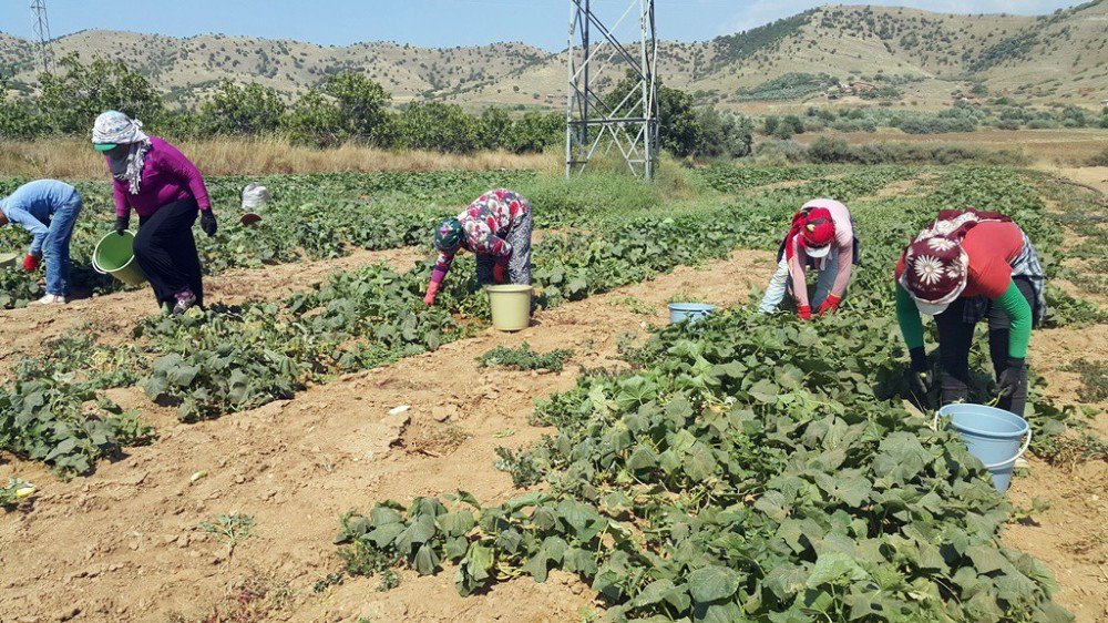 Yerli Tarım İşçisi Bulunmayınca Suriyeliler Devrede