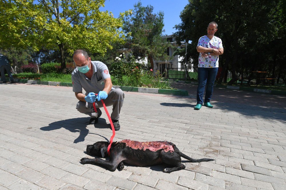 Bunun Adı Canilik