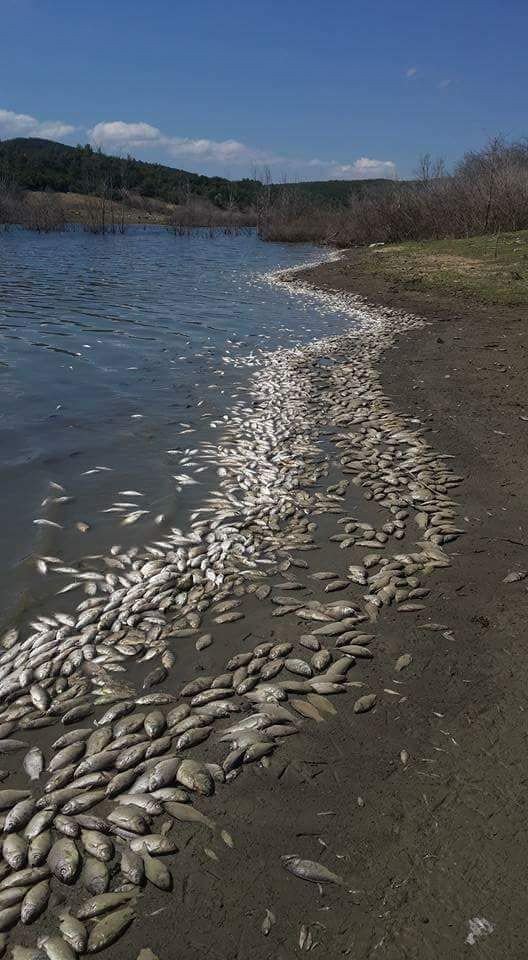 Tekirdağ’da Binlerce Ölü Balık Karaya Vurdu