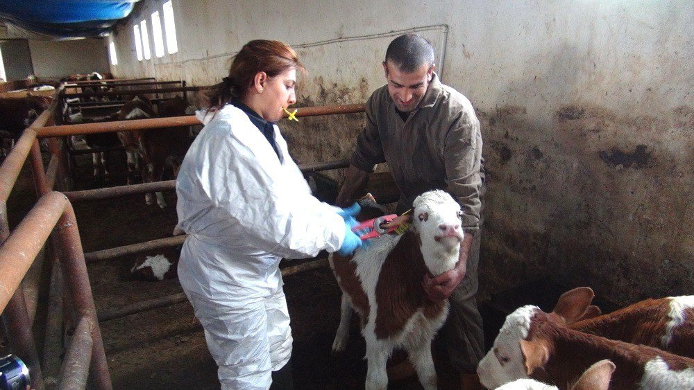 İzmit Belediyeden Küpe Uyarısı