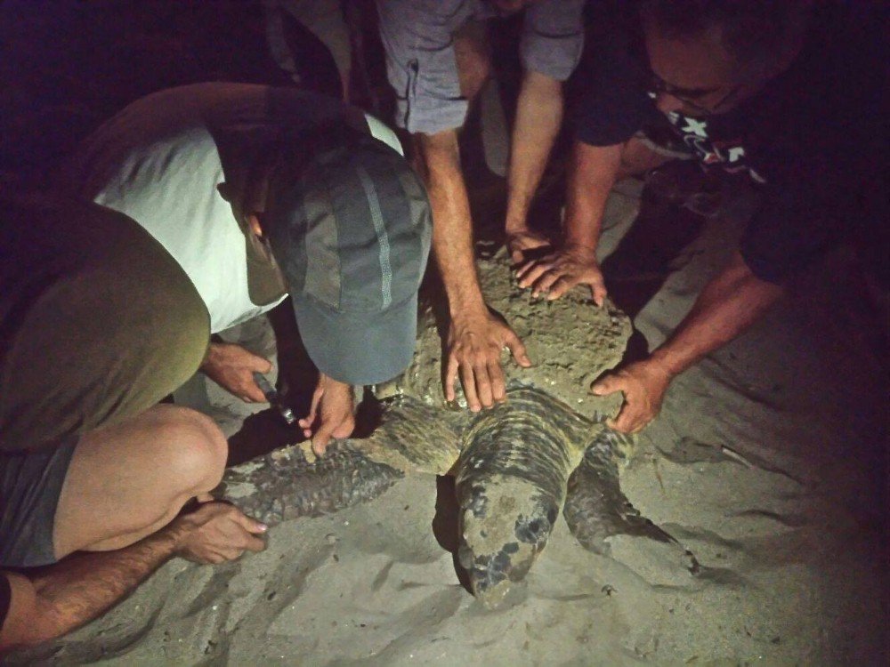 Caretta Caretta Yuva Yapmak İçin Karaya Çıktı