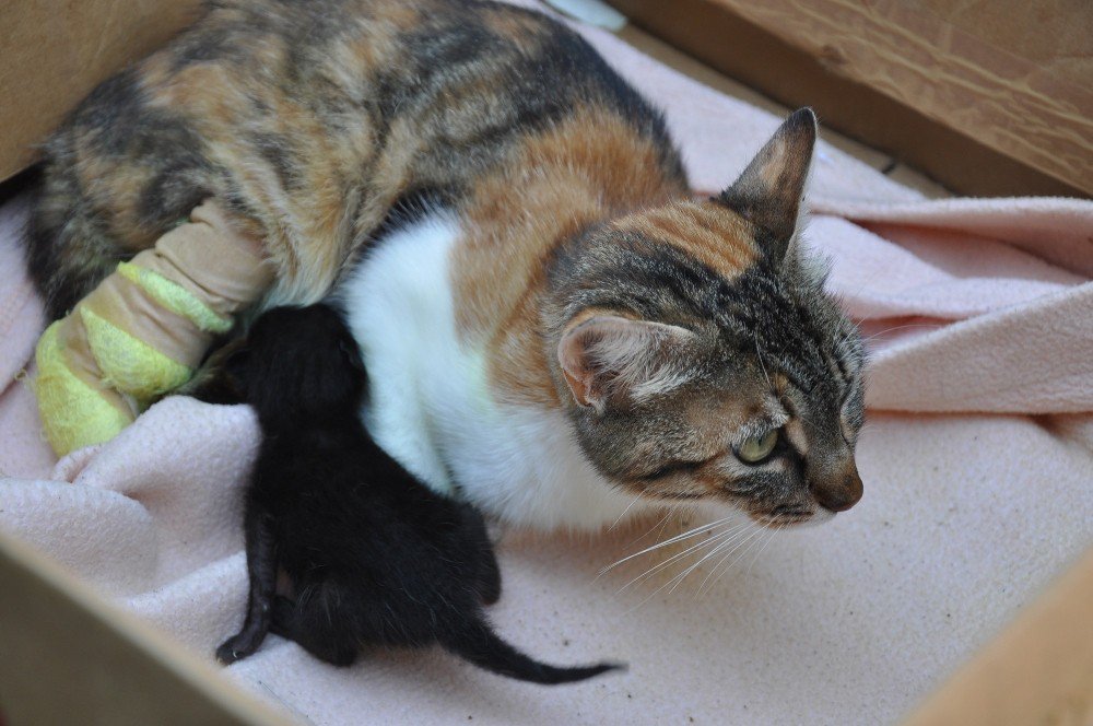 Bacakları Kopan Hamile Kedi Protez Bacakları İle İlk Adımını Attı