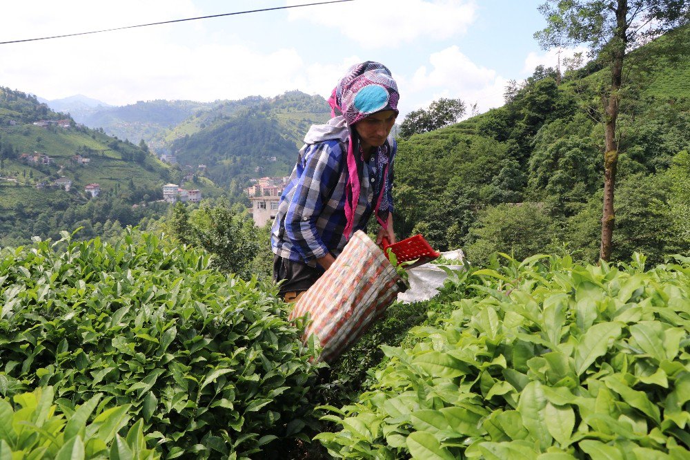 Rize’de 2017 Yılı İkinci Sürgün Yaş Çay Hasadı Başladı
