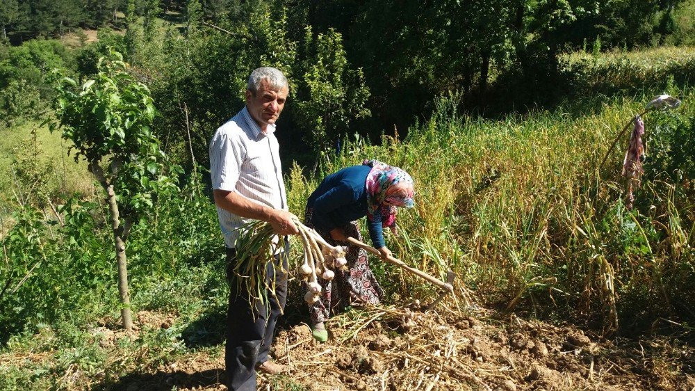 Hisarcık’ta Sarımsak Hasadı Başladı