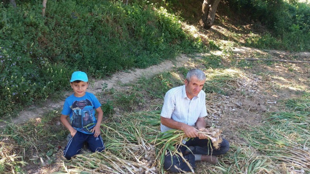 Hisarcık’ta Sarımsak Hasadı Başladı