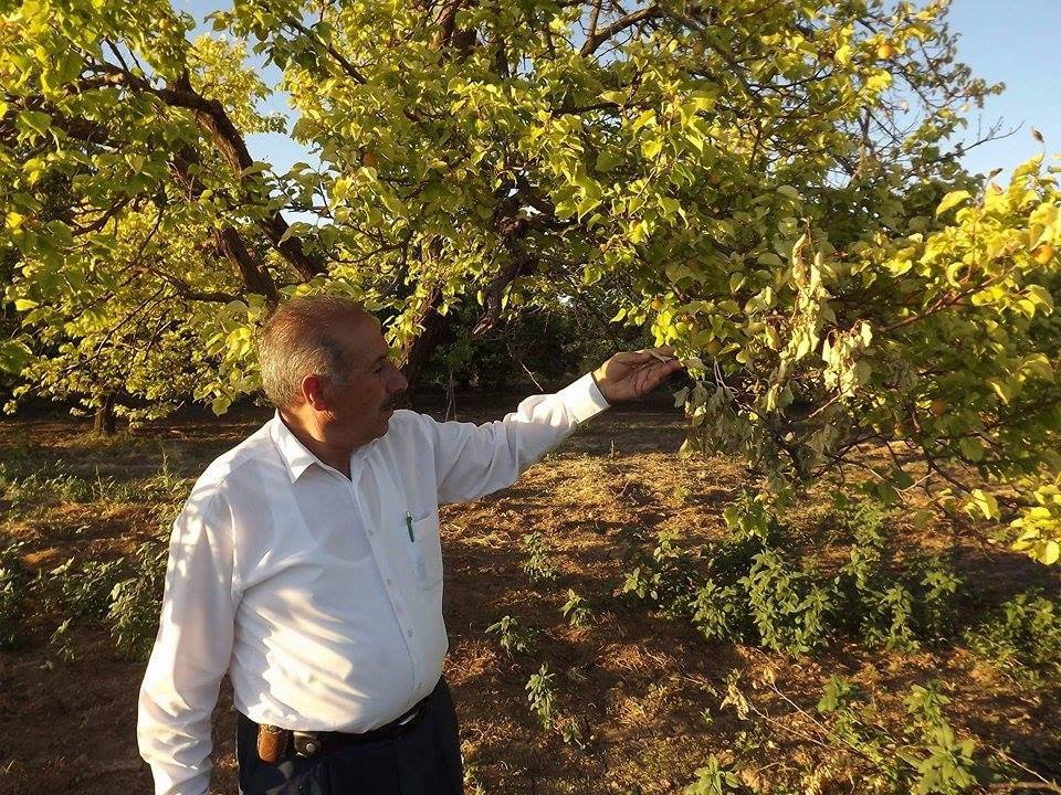 Susuzluktan Kayısı Ağaçları Ve Ekinlerin Kuruduğu İddiası