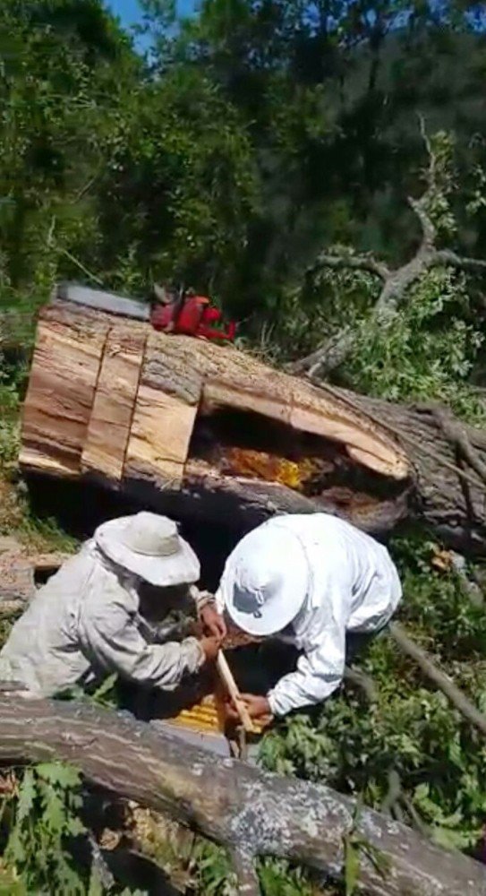Kesilen Ağaçtan 30 Kilo Bal Çıktı