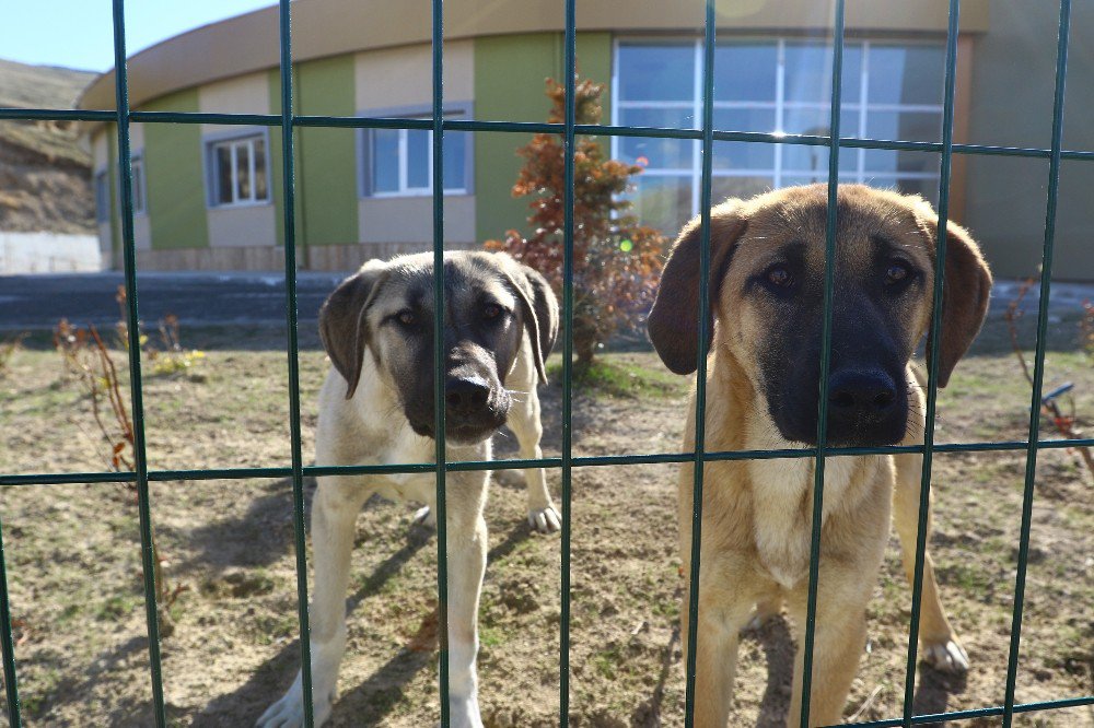 Sokak Hayvanları İçin Bir Kap Su Çağrısı