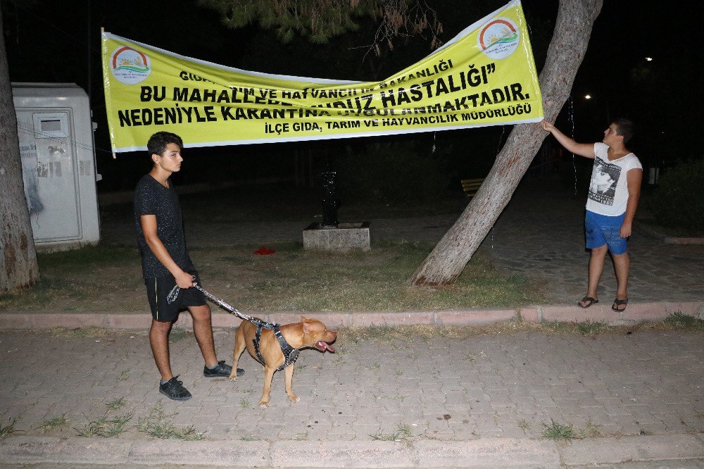 Adana’da, ‘Kuduz’ Karantinası