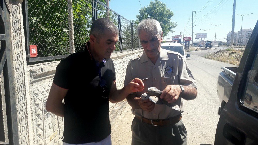 Yaralı Kuş Görevlilere Teslim Edildi