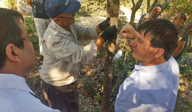 Çanakkale’de Antep Fıstığı Da Yetişecek