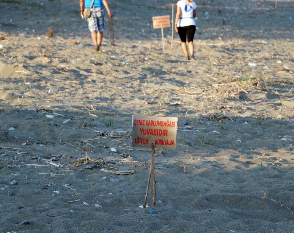 Caretta Carettalar Mersin Sahillerine Yumurta Bırakmaya Başladı