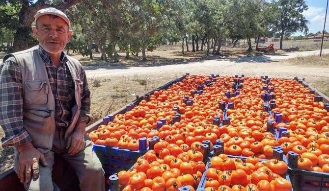 Çanakkale Domatesinin Hasadı Başladı