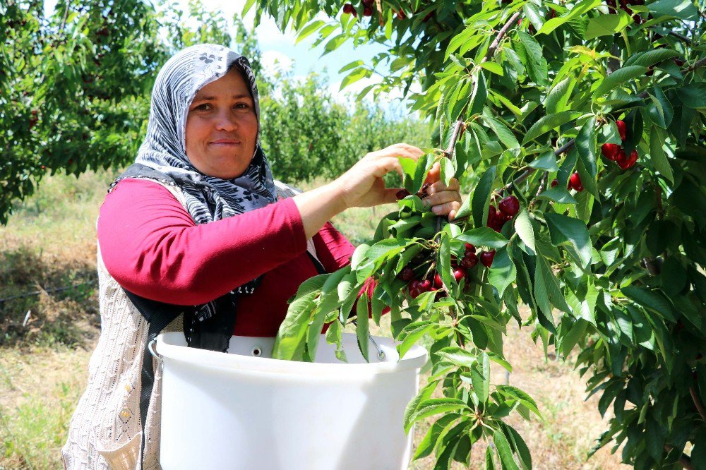 Türkiye’nin En Büyük Meyve Bahçesinde Kiraz Hasadı Başladı