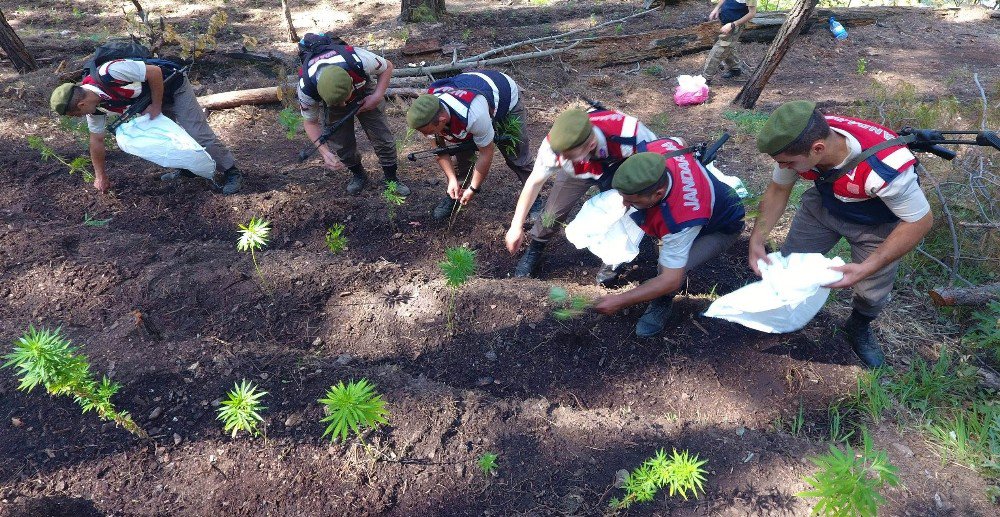 Jandarma Ekipleri Uyuşturucu Çetesini Çökertti