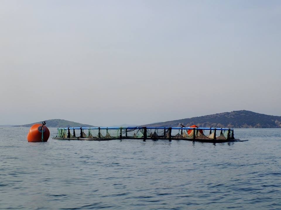 Ayvalık’ta Balık Çiftliklerine İzin Yok