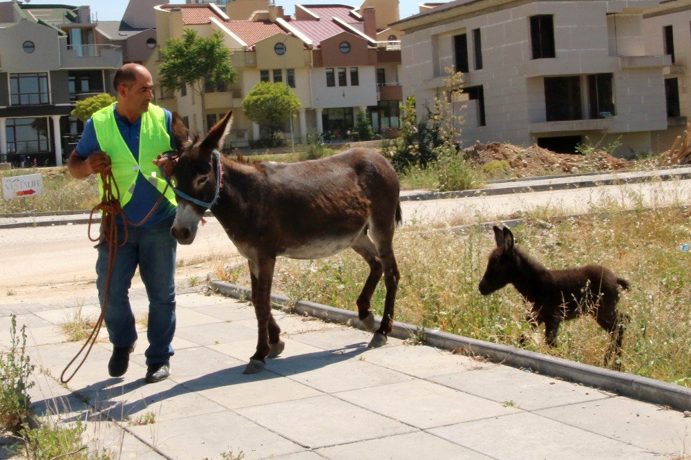 Eşek Ve Sıpası Barınakta