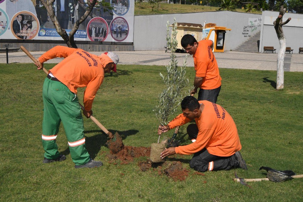 Çukurova’nın Parklarına Zeytin Fidanı