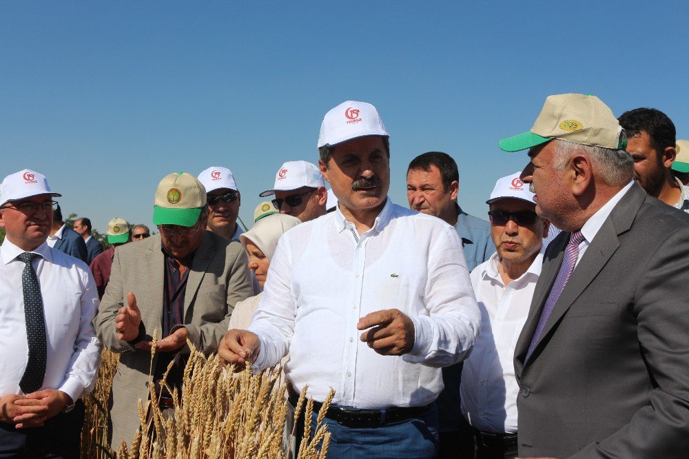 Bakan Çelik Konya’da Hasat Bayramına Katıldı