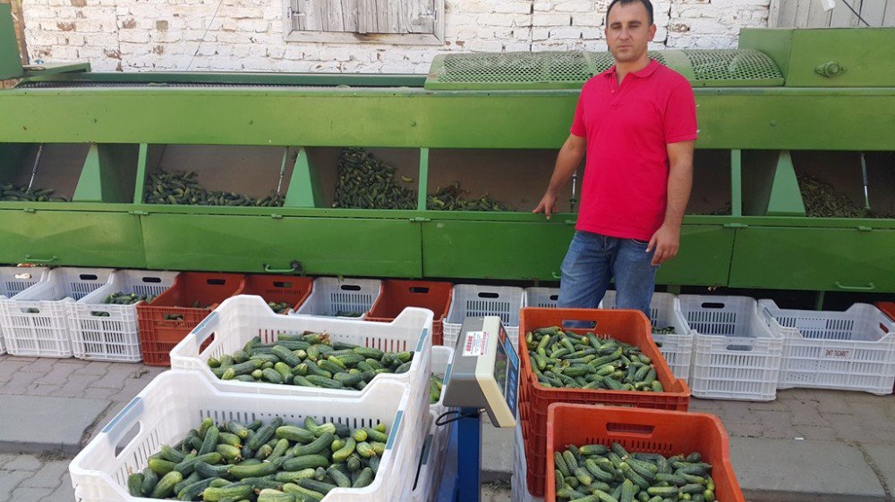 Ödemişli Üreticinin Can Simidi Salatalık Oldu