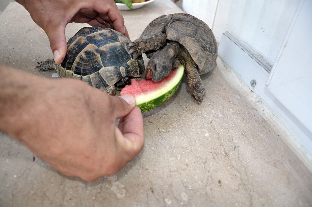 İşçiler Yaralı Kaplumbağayı Bebek Gibi Besliyor