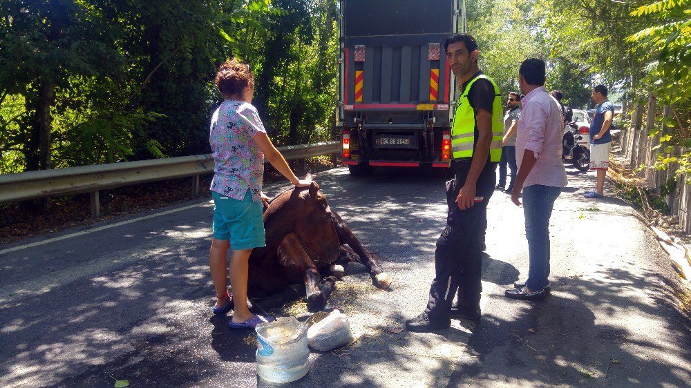 Bahçe Duvarından Düşen Atı Vatandaşların Çabası Kurtardı