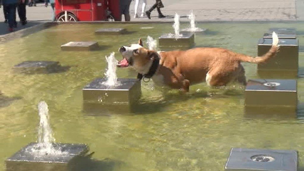 Taksim’de Sıcaktan Bunalan Köpeğin Köpeğin Fıskiye İle İmtihanı