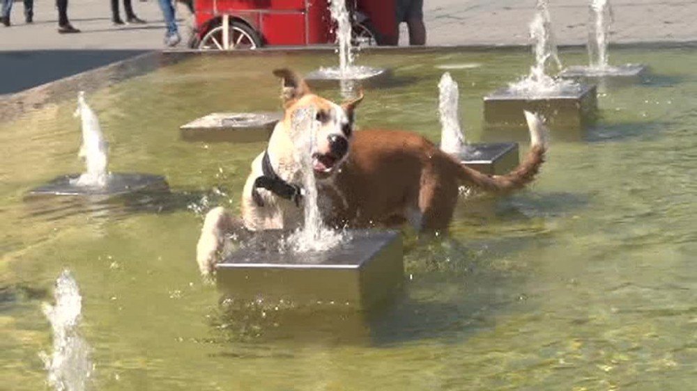 Taksim’de Sıcaktan Bunalan Köpeğin Köpeğin Fıskiye İle İmtihanı