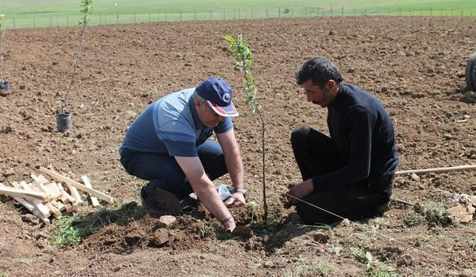 Gelecek İçin Yeni Umut Meyvecilik