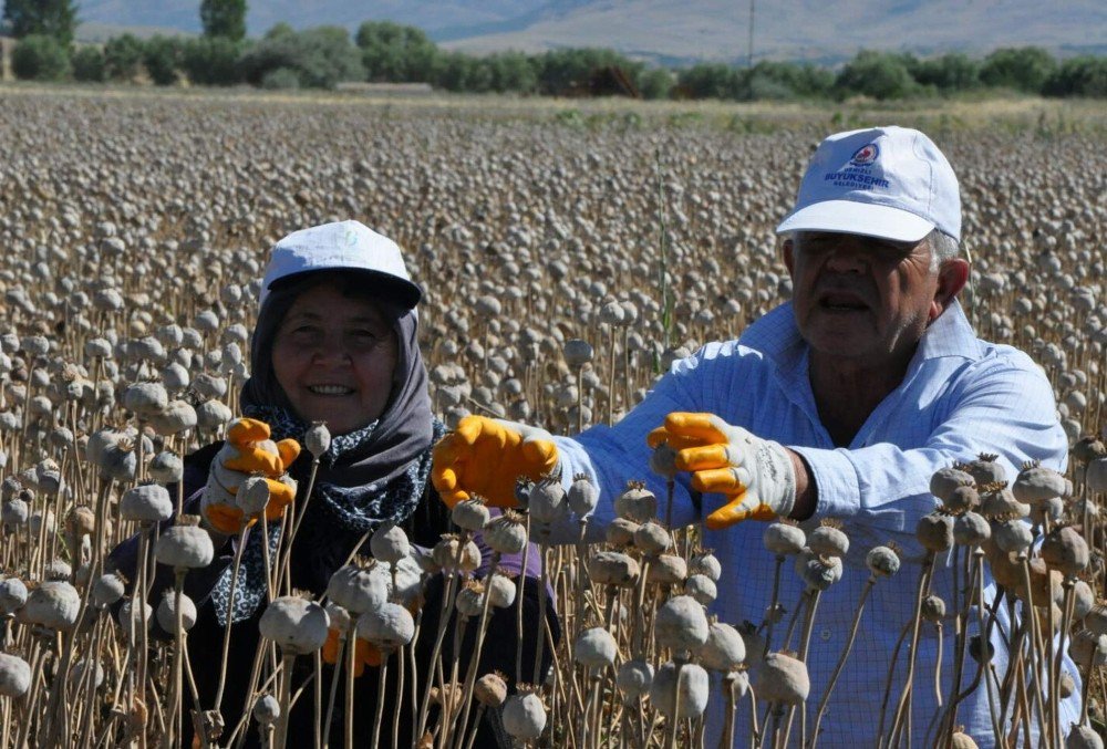 Afyonkarahisar’da Haşhaş Hasadı Başladı