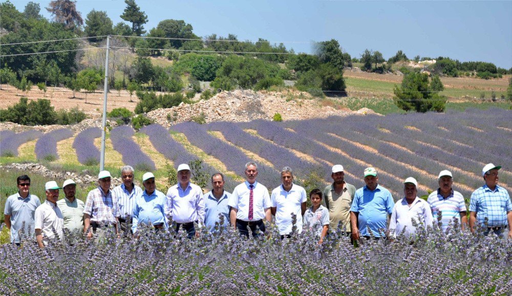 Denizli’de Tıbbi Ve Aromatik Bitkiler Hasat Günü Yapıldı