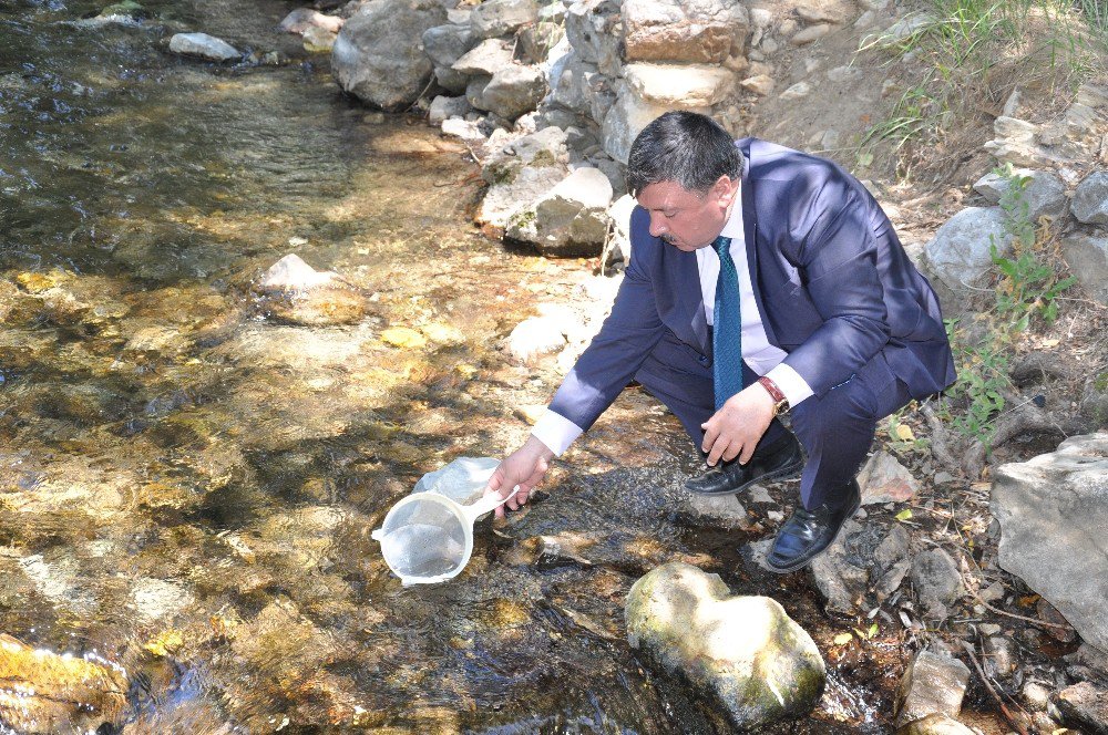 Nergele Çayı’na 7 Bin Kırmızı Benekli Alabalık Yavrusu Bırakıldı