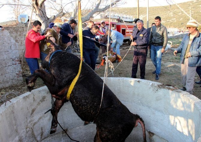 Harran Üniversitesinden Hayvan Kurtarma Projesi