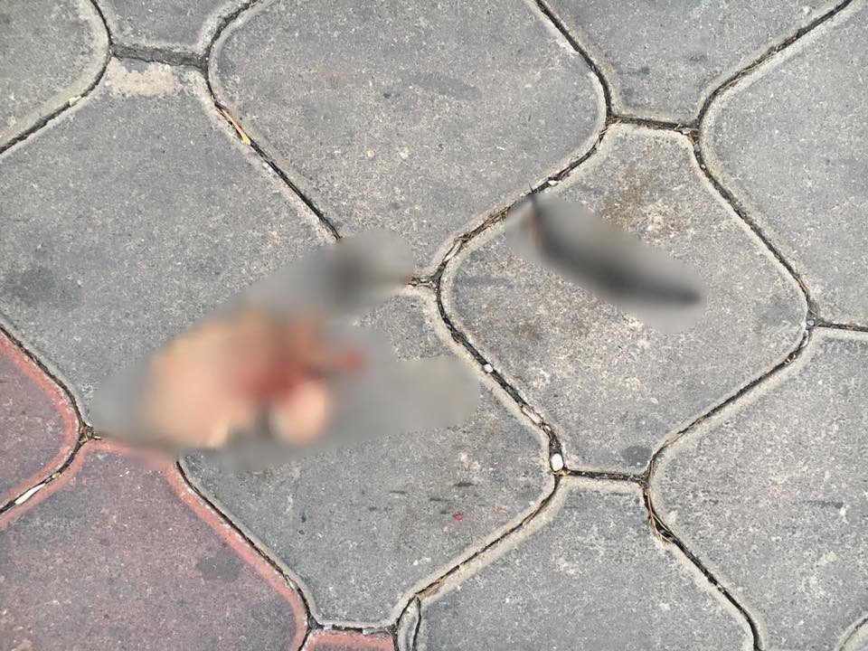 İzmir’deki Kedi Vahşeti Görüntüleri Kan Dondurdu