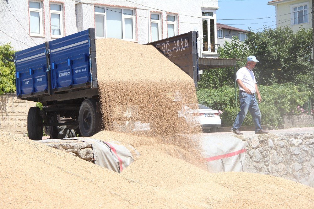 Buğday Ve Arpadaki Yüksek Rekolte Çiftçinin Yüzünü Güldürdü