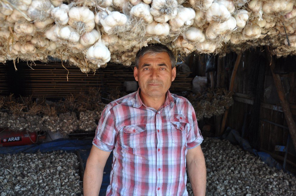 Simav’ın Göl Arazisinde Sarımsak Bereketi