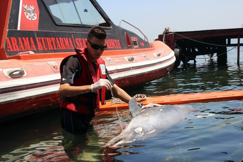 Kıyıya Vuran Yaralı Yunusu Kurtarma Çabası Kamerada