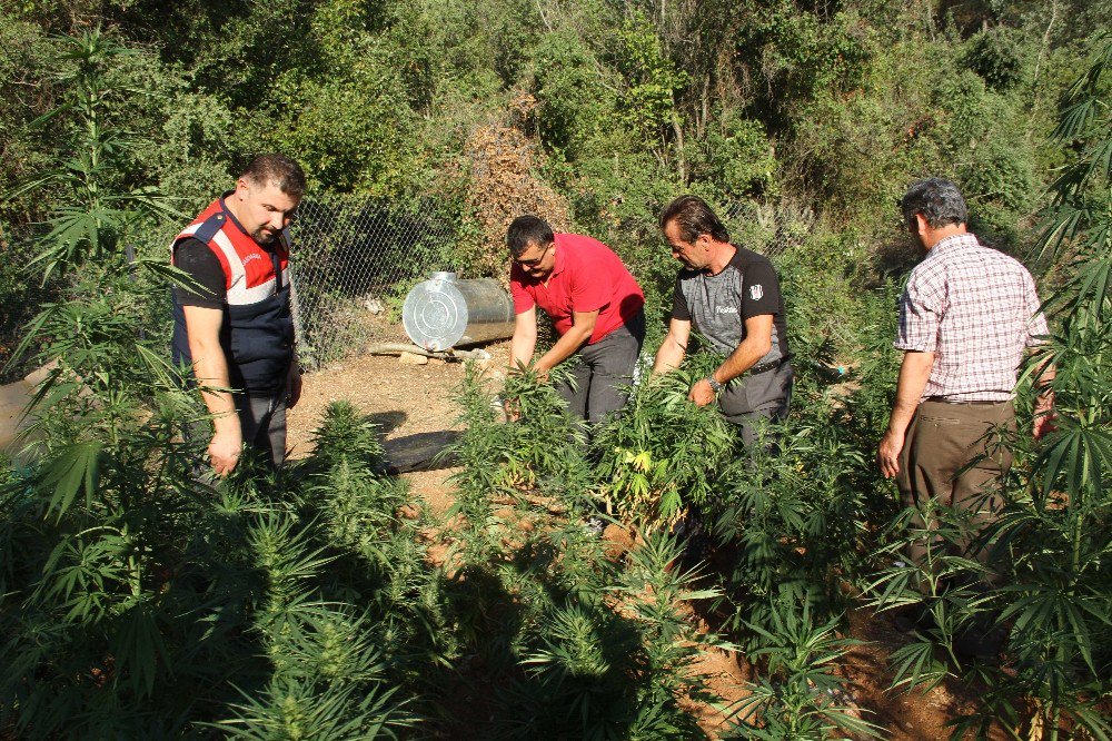 Jandarma Ormanda 348 Kök Kenevir Ele Geçirildi