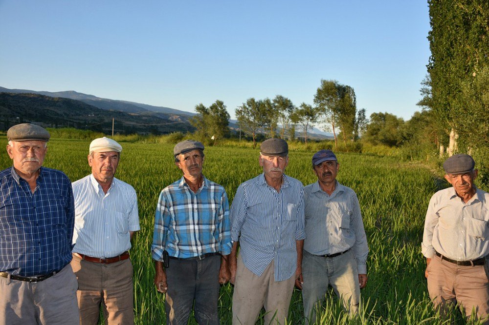 Tosya’da Çeltik Üreticileri Perişan Durumda