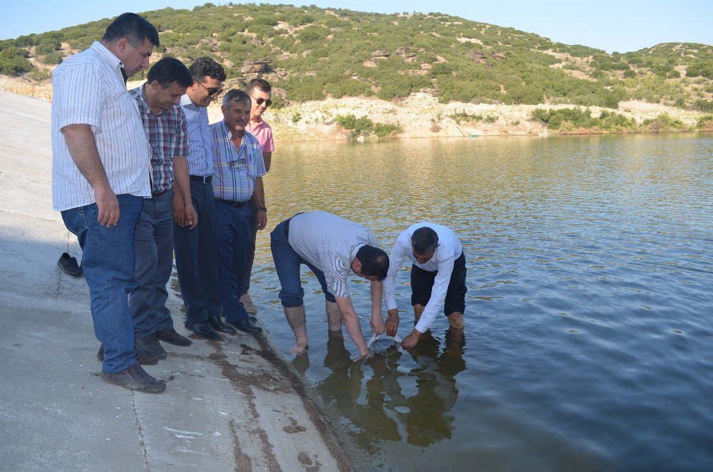 Kula’da Gölete 5 Bin Balık Bırakıldı