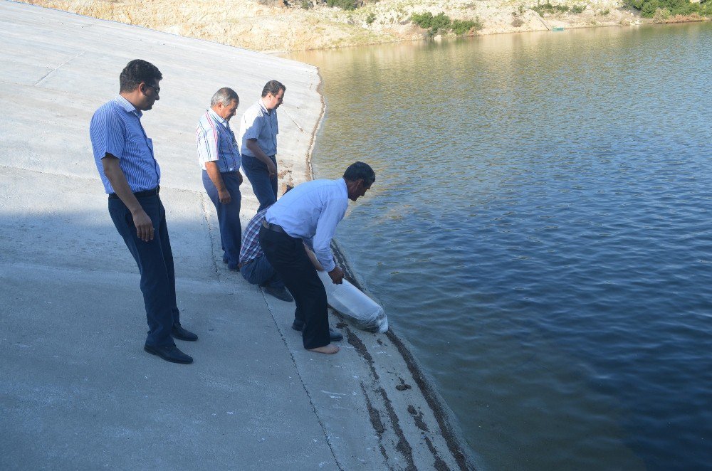 Kula’da Gölete 5 Bin Balık Bırakıldı