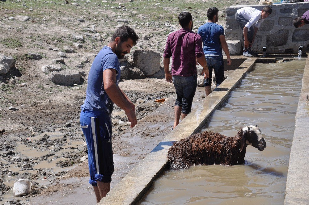 Bulanık’ta Kuzuların Banyo Keyfi