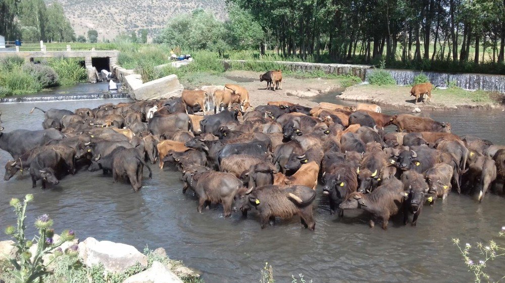 Kavurucu Sıcakta Mandalar Suda Serinliyor