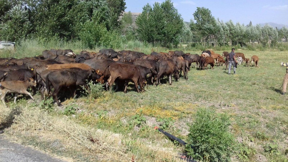 Kavurucu Sıcakta Mandalar Suda Serinliyor